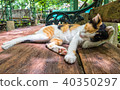 Calico Cat cleaning itself in strange position. 40350297
