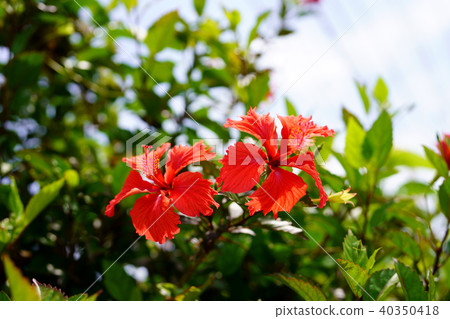 Hibiscus 40350418