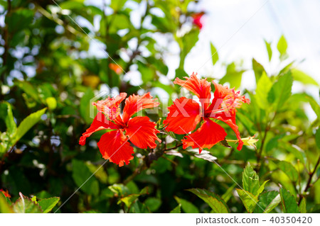 Hibiscus 40350420