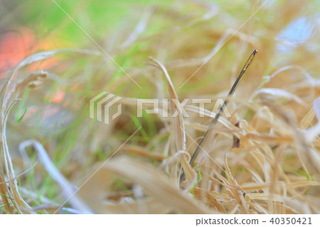 Looking for a needle in a haystack 40350421