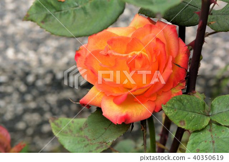 五顏六色玫瑰花,拍攝影於新竹,台灣 40350619