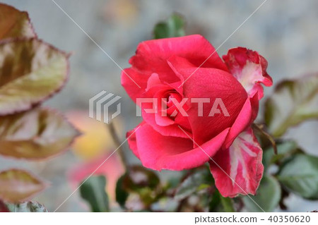 五顏六色玫瑰花,拍攝影於新竹,台灣 40350620