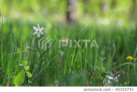 Meadow of wild daffodils 40350743