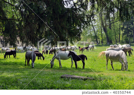 Herd of horses on the field 40350744