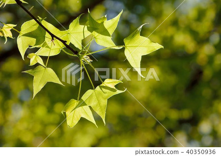 Green plant texture 40350936
