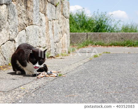 Stray cat while eating 40352083