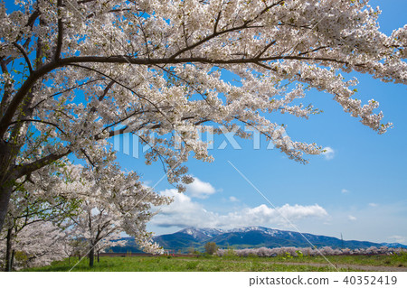 Each Yoichi Kawa Sakura 1 40352419