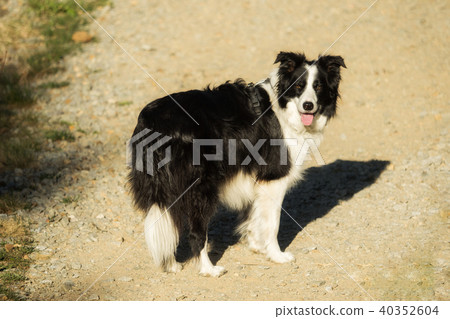 A border collie while hiking in the mountains 40352604