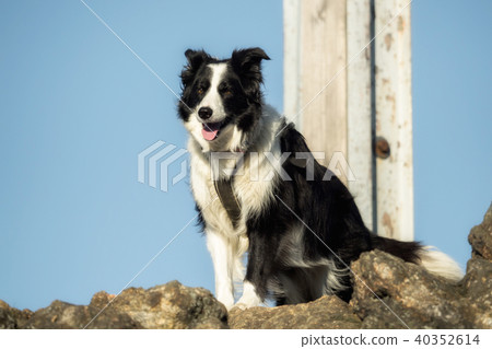 A border collie while hiking in the mountains 40352614