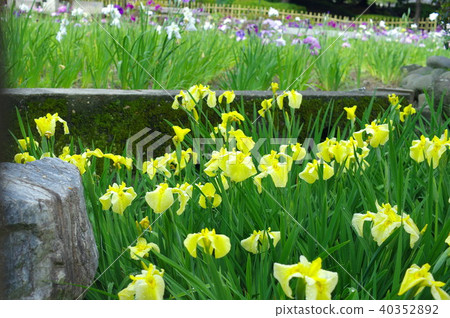 日本庭院的黃色花蕾 日本庭院的黃色花蕾 40352892