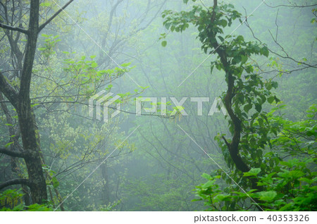 Misty new green forest Okayama forest park Misty new green forest Okayama forest park 40353326