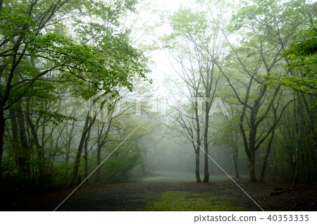 Misty new green forest Okayama forest park Misty new green forest Okayama forest park 40353335