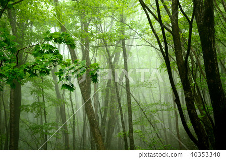 有薄霧的新的綠色森林岡山森林公園 40353340