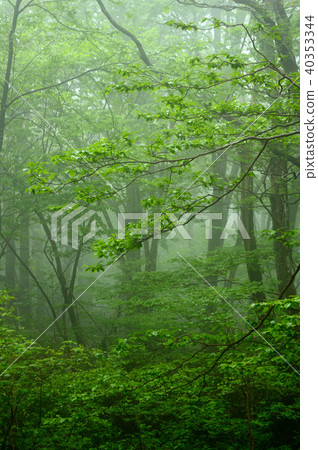 Misty new green forest Okayama forest park 40353344