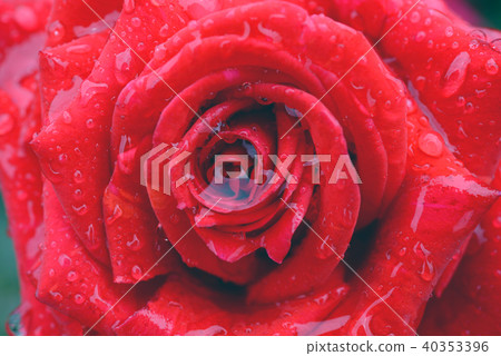 Rain and roses 40353396