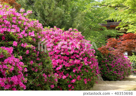 Choshūji寺的杜鵑花 40353698
