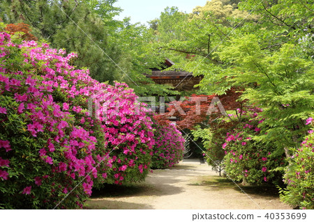 Choshūji寺的杜鵑花 40353699