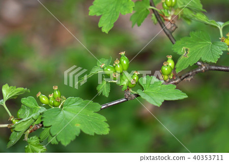 Yabusanzashi 40353711