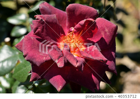 玫瑰（黑金） 40353712