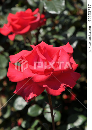 Rose (Timeless '98) Rose (Timeless '98) 40353717