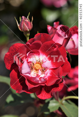 Rose (Iroha) 40353745