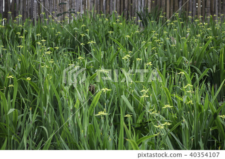 Mini yellow flower bloom in home garden Mini yellow flower bloom in home garden 40354107