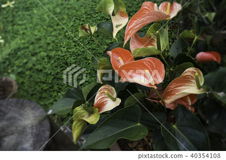 Anthurium-Flamingo flower bloom in the garden Anthurium-Flamingo flower bloom in the garden 40354108