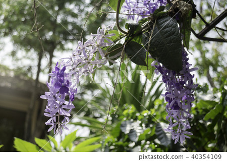 Beautiful of purple petrea volubilis flower nature Beautiful of purple petrea volubilis flower nature 40354109