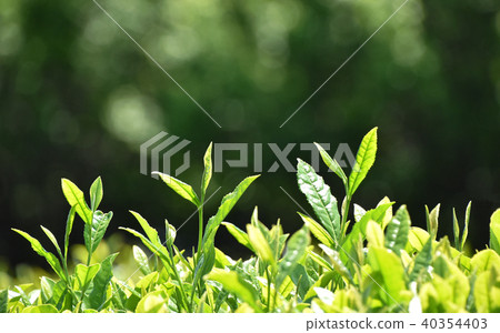 Tea plantation 40354403