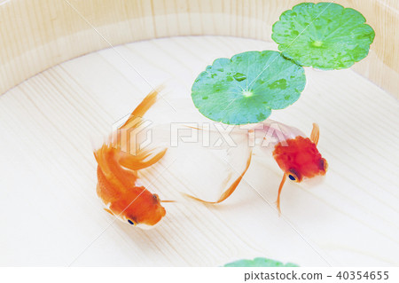 Goldfish Goldfish 40354655