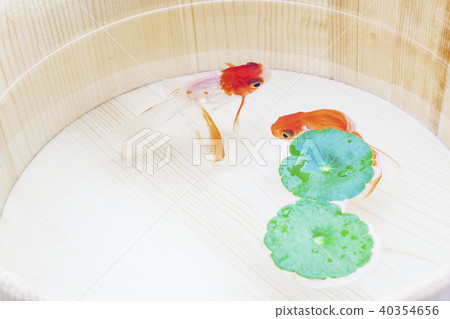 金魚 金魚 40354656