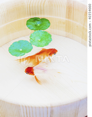 金魚 40354660