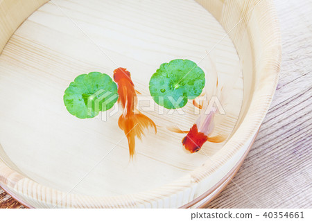 金魚 金魚 40354661