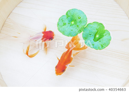 金魚 40354663
