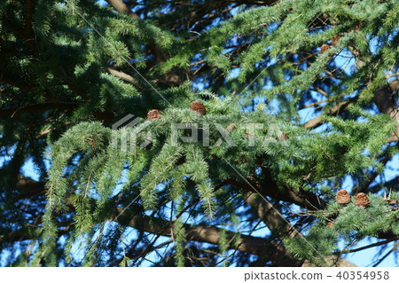 Himalayan cedar pinecone Himalayan cedar pinecone 40354958