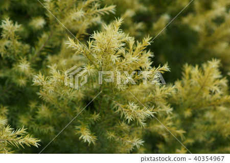 Tea Tree Revolution Gold Flower language "powerful ally" 40354967