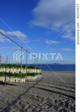 Miura Coast Winter Festival Miura Coast Winter Festival 40354977