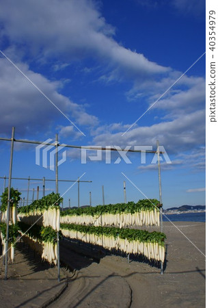 Miura Coast Winter Festival Miura Coast Winter Festival 40354979