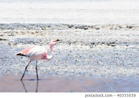 Landscape with Bolivian Flamingo Landscape with Bolivian Flamingo 40355039