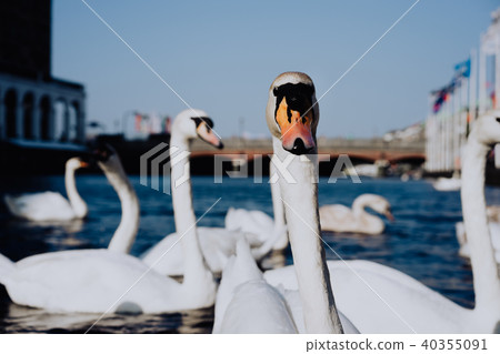 White swan head looking into camera on Alster river canal near city hall in Hamburg White swan head looking into camera on Alster river canal near city hall in Hamburg 40355091