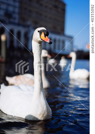 Beautiful white swan swimming on Alster river canal near city hall in Hamburg Beautiful white swan swimming on Alster river canal near city hall in Hamburg 40355092
