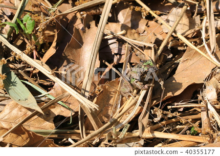 Frog after hibernation Frog after hibernation 40355177