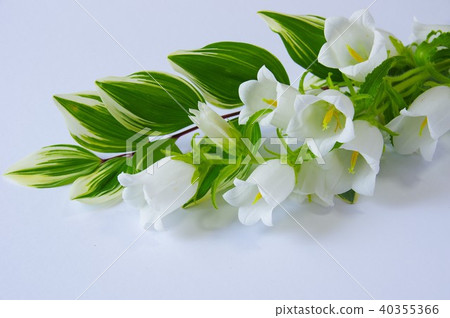 White Campanula 40355366