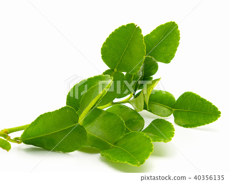 .Kaffir lime leaves .Kaffir lime leaves 40356135