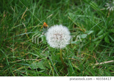 Dandelions in the spring in the garden 40356417