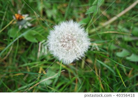 Dandelions in the spring in the garden Dandelions in the spring in the garden 40356418