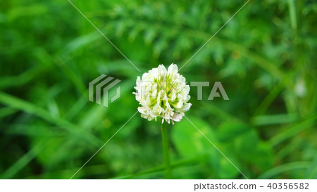Dandelions in the spring in the garden 40356582