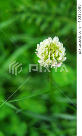 Dandelions in the spring in the garden Dandelions in the spring in the garden 40356590
