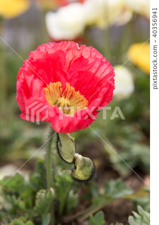 Poppy, flower Poppy, flower 40356941