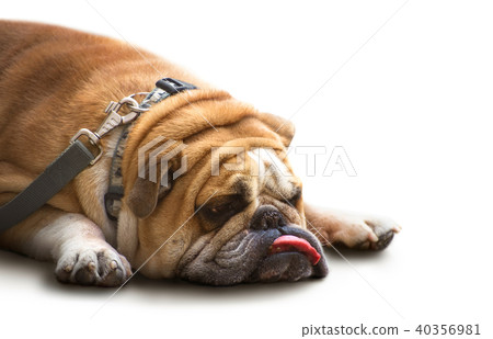 gloomy british bulldog isolated on white 40356981